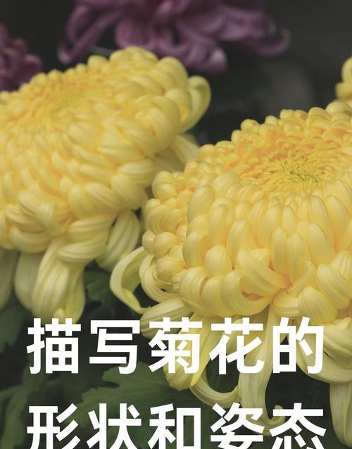 如何简单描述菊花？300字大全中有哪些句子？