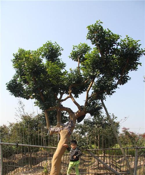 茶花能嫁接在月季花上吗视频播放完整