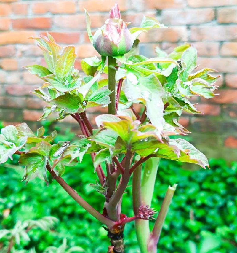 月季花和茶花的养护方法