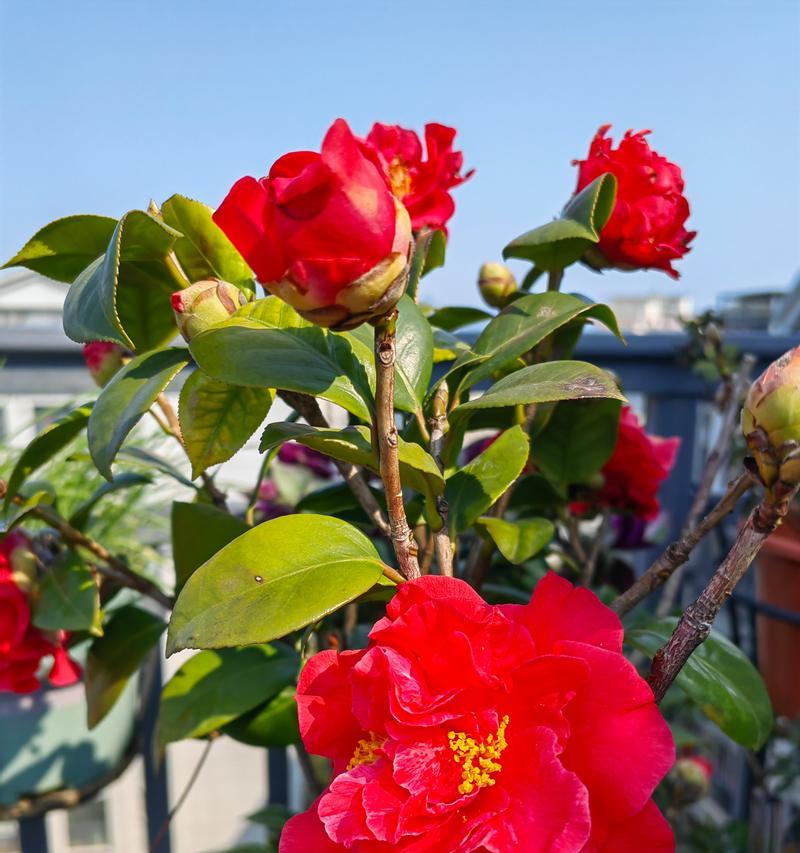 茶花能嫁接在月季花上吗图片欣赏大全