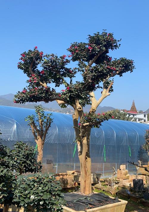 茶花能嫁接在月季花上吗图片欣赏大全