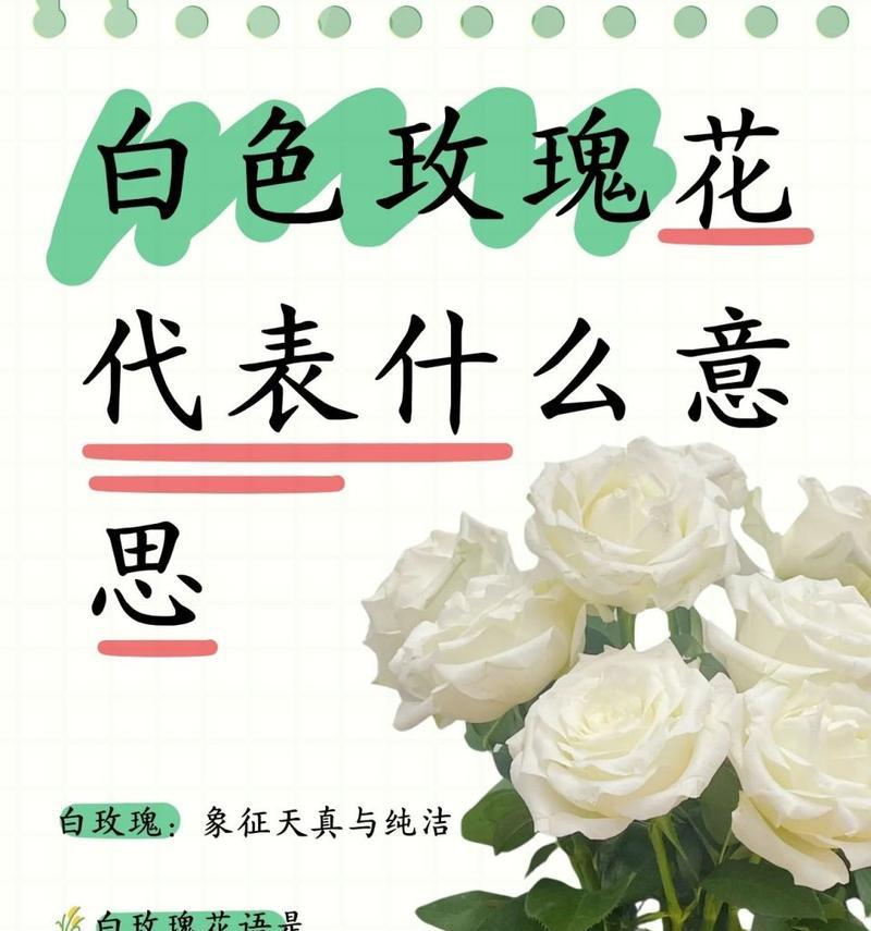 2朵粉玫瑰9朵白玫瑰什么意思？这种组合的花语是什么？