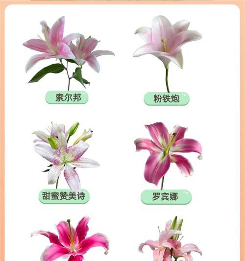 百合花半红半白象征什么？有何特殊寓意？