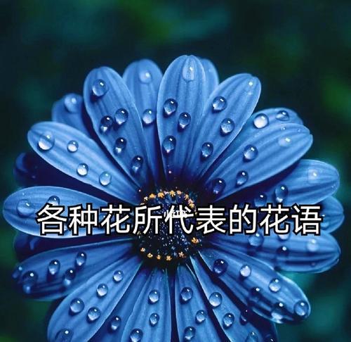 哪种花的花语代表道歉？