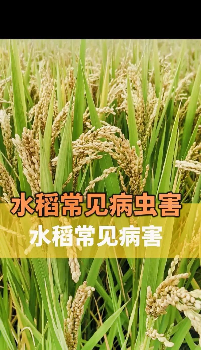 水稻自留地的概念是什么？它在农业中有何作用？