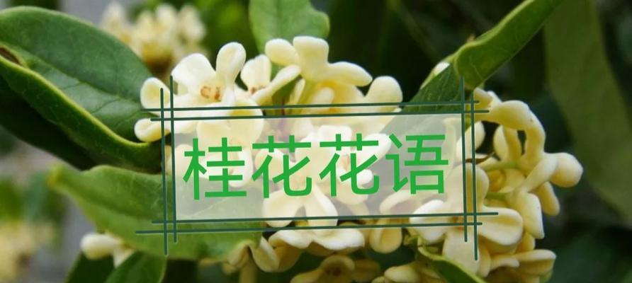 桂花树的花语传达了哪些情感？