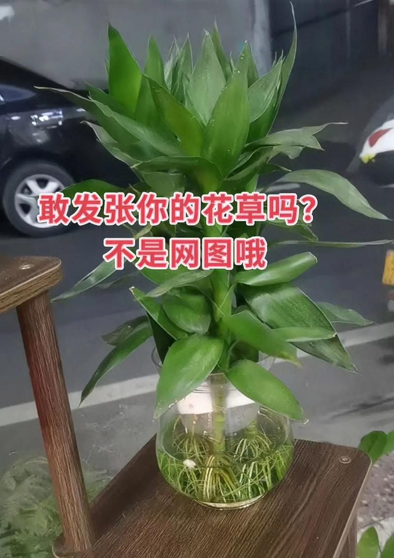 绿色植物通常代表着什么？绿色植物的象征意义有哪些？