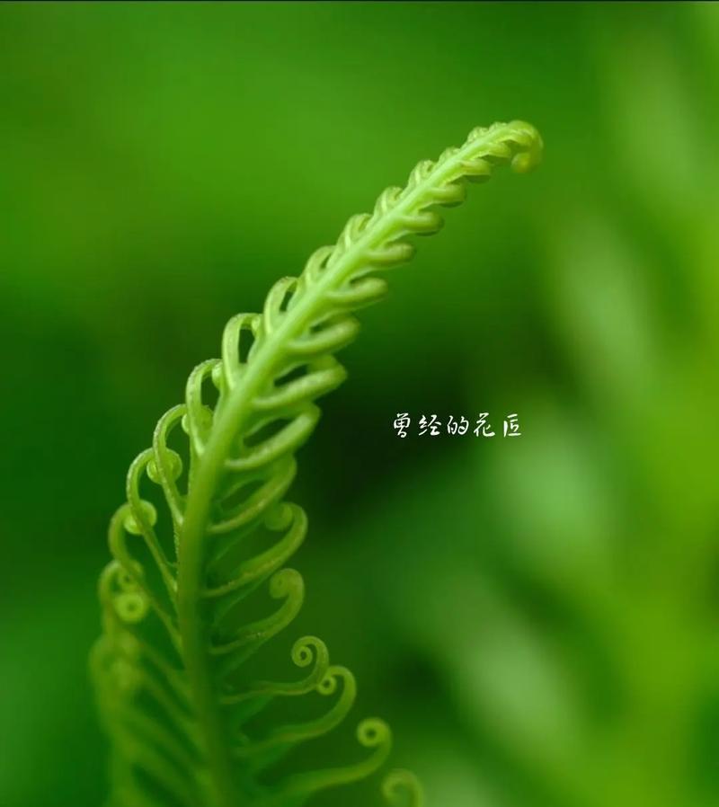 绿色植物通常代表着什么？绿色植物的象征意义有哪些？