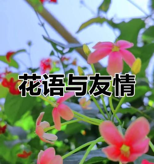 友谊的花语通常指什么？哪种花象征友谊？