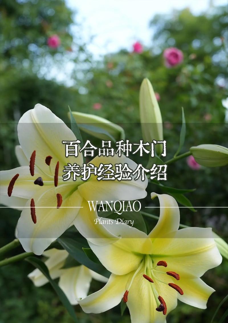 百合花参差不齐的花语含义是什么？