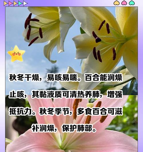 百合展翅是什么意思啊怎么读？百合花语及其象征意义是什么？