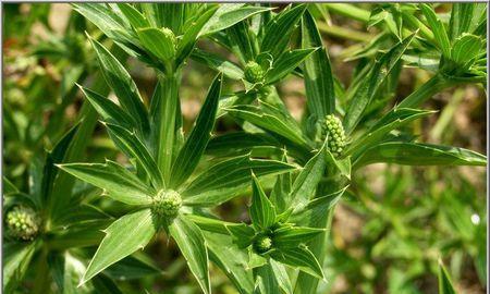 囚徒这个名称代表哪种植物？它有什么特别之处？