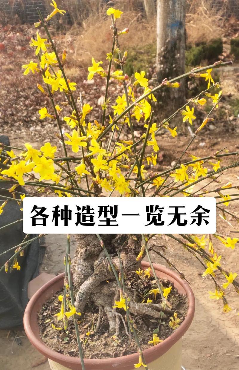 花卉修剪口诀有哪些技巧？