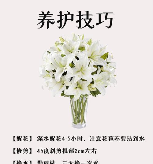 绿黄色百合花代表什么？它在花语中有什么寓意？