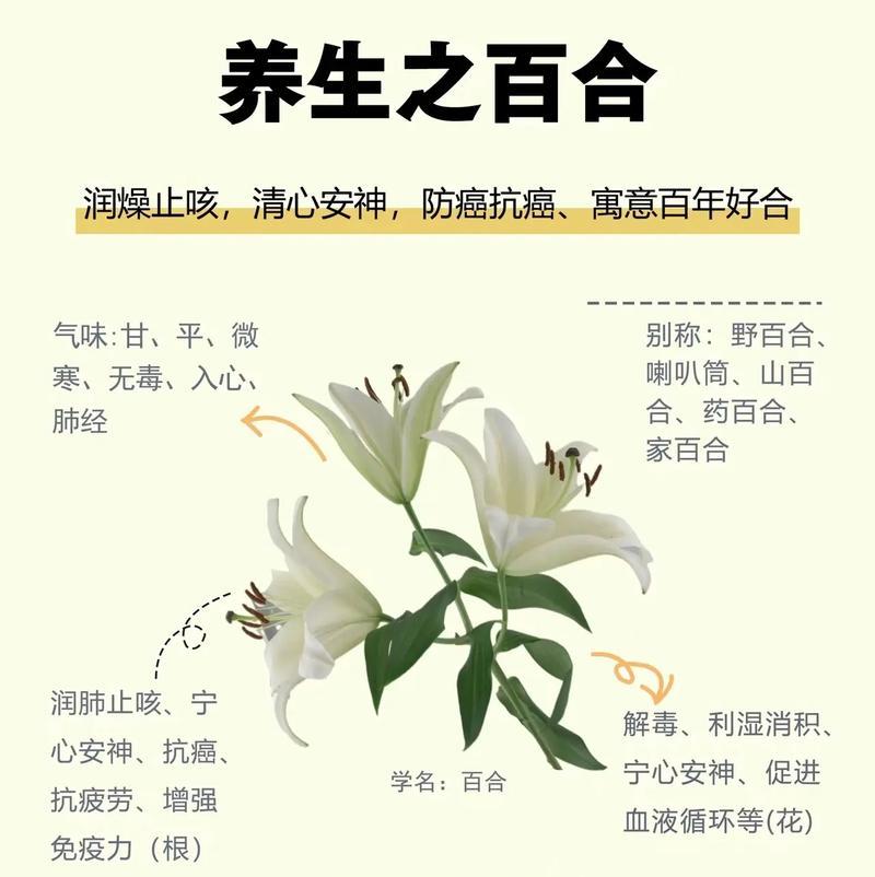 相思百合花代表的花语含义是什么？