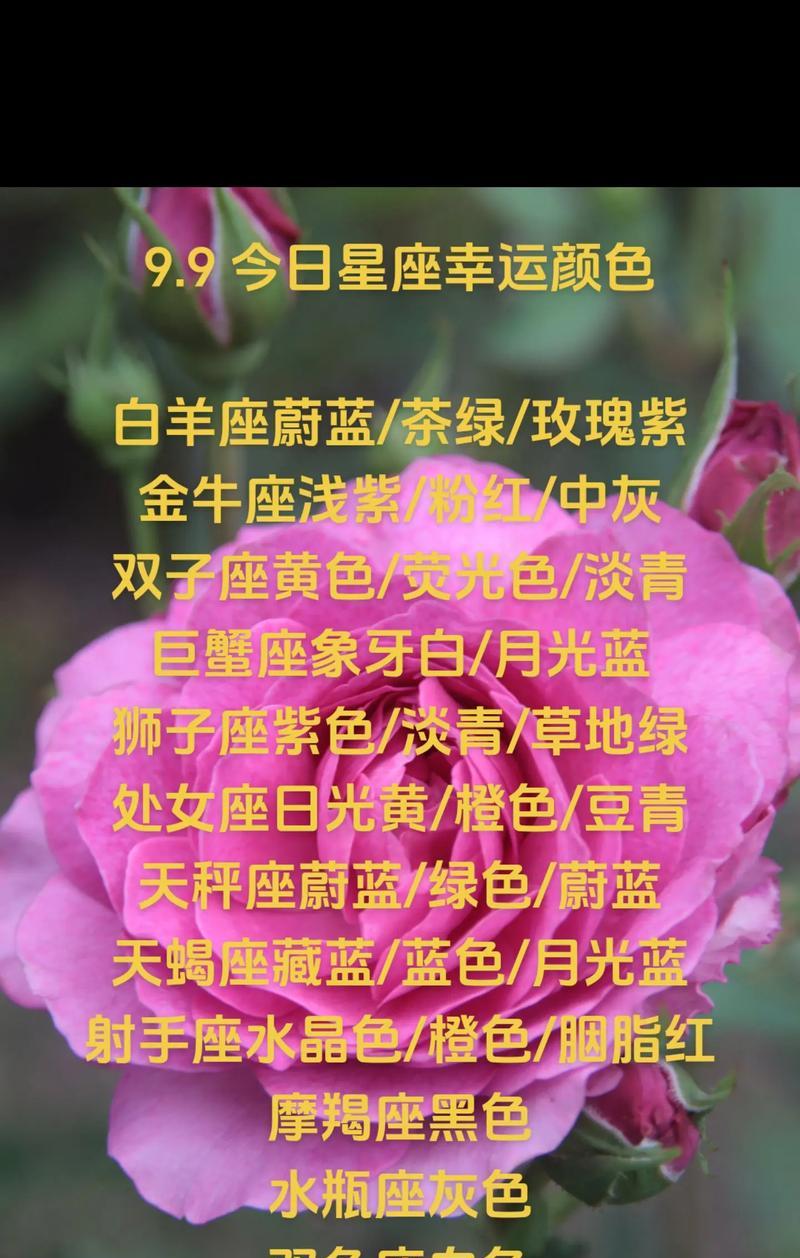 送白羊女玫瑰花的寓意是什么？白羊座女性收到玫瑰有何特别含义？