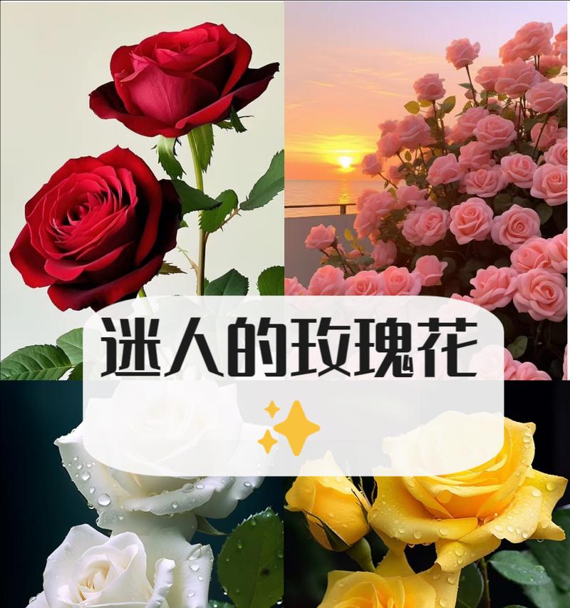 男朋友纹玫瑰花有何含义？背后的玫瑰花代表什么情感？