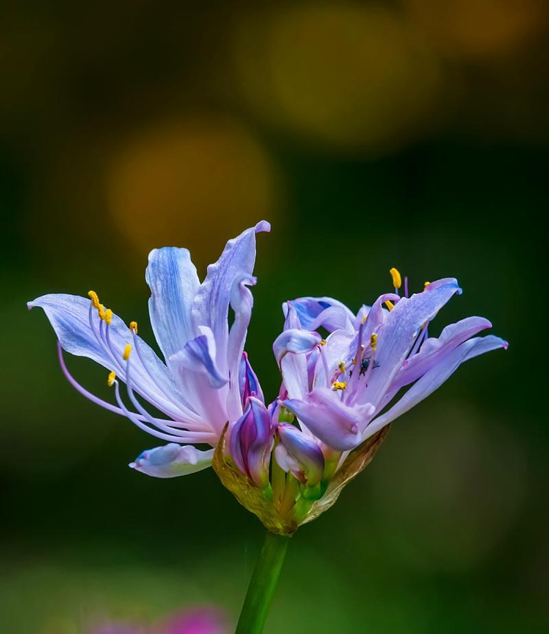 换锦花的花语有哪些？它在送礼时代表什么？