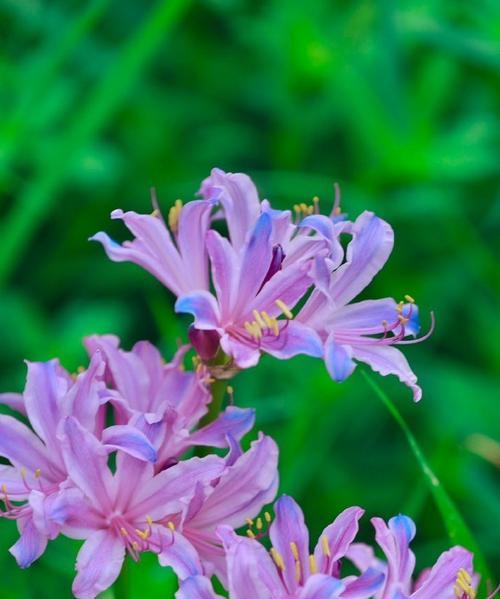 换锦花的花语有哪些？它在送礼时代表什么？