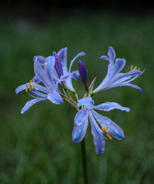 换锦花的花语有哪些？它在送礼时代表什么？