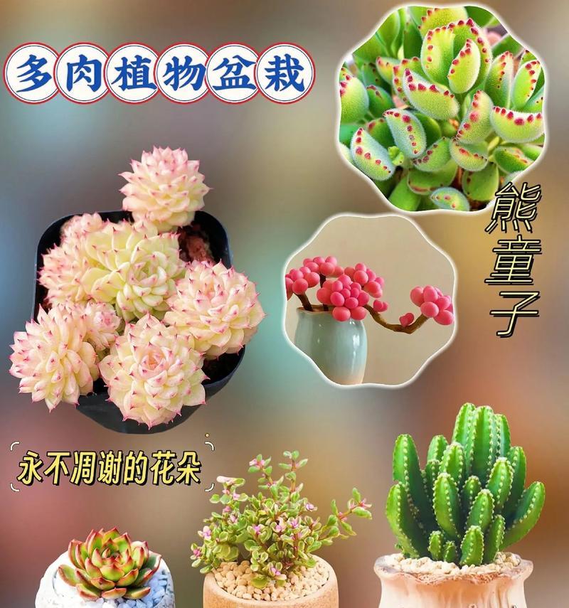 肉肉植物是什么意思？为什么被称为多肉植物？