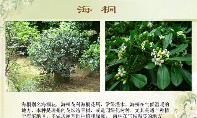 植物在不同文化中代表什么？植物的象征意义是什么？