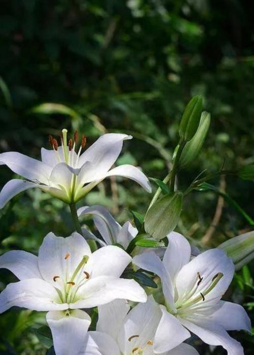 百合花苞偏生什么意思啊？叼着狐狸的白玫瑰又是什么意思？