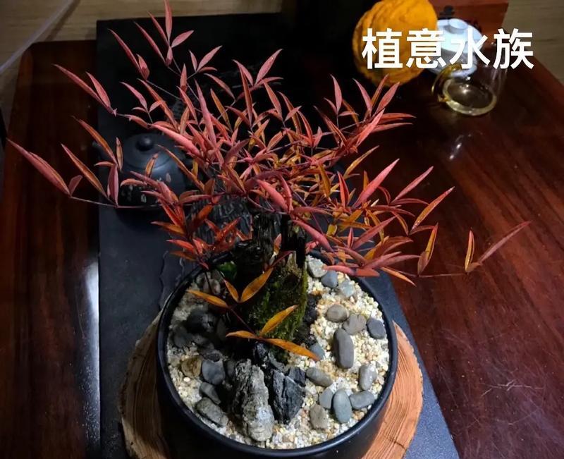 送植物给长辈时应选择哪种植物？有哪些寓意好的植物推荐？