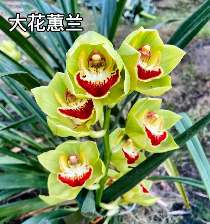 送什么植物？惠兰花寓意什么？