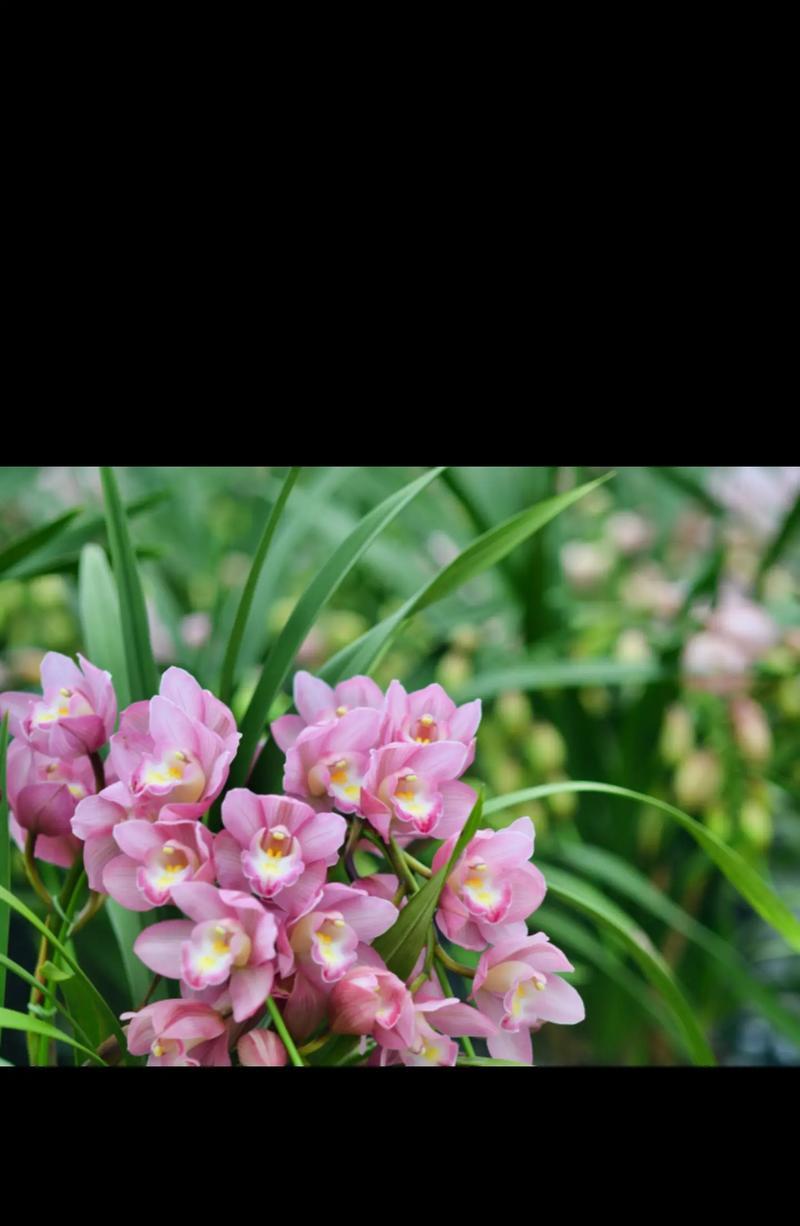 送什么植物？惠兰花寓意什么？