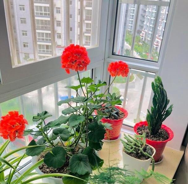 哪种花的花语代表家？花语中与家相关的花有哪些？