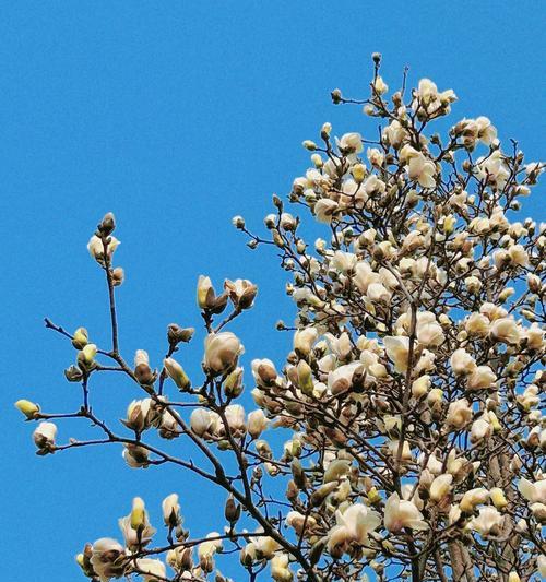 哪种花的花语代表家？花语中与家相关的花有哪些？