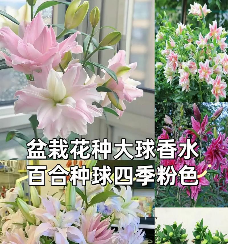 百合种球榜首的含义是什么？如何选择优质的百合种球？