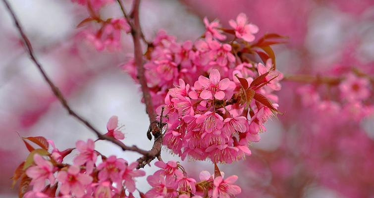 粉樱花的花语是什么？粉樱花代表什么寓意？