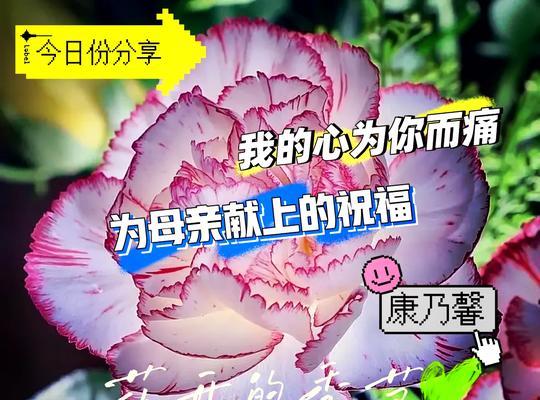 十九朵康乃馨的花语有何特别含义？