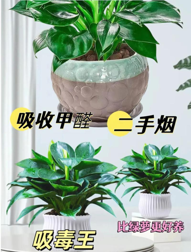 土培植物花卉的含义是什么？