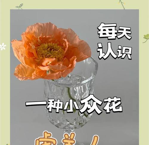 虞美人的花语有哪些？它通常代表了什么？