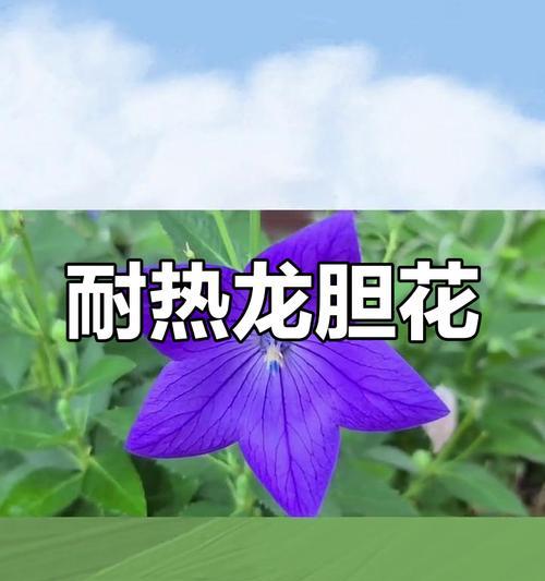 龙胆花的寓意是什么？