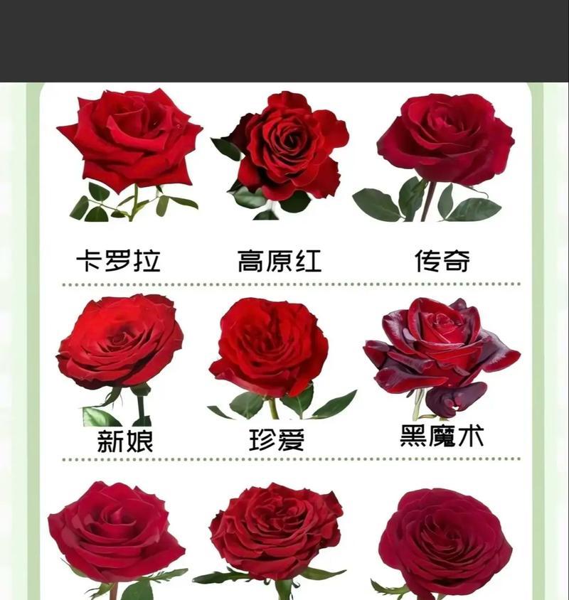 152朵玫瑰花束的特殊含义是什么？