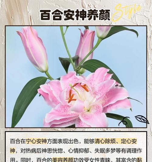 百合花束朝霞的寓意是什么？