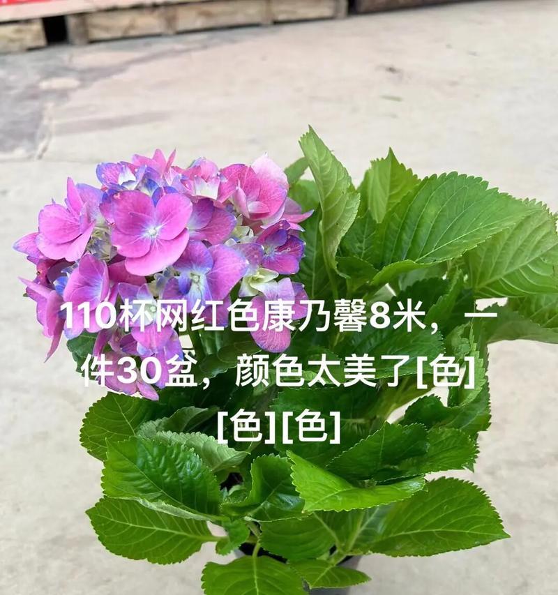 大叔说花插百合什么意思？九朵红色康乃馨的花语又是什么？