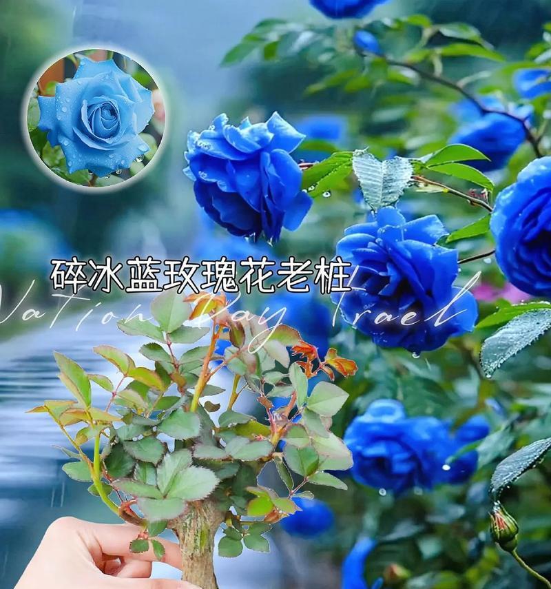 蓝百合与蓝玫瑰的花语有何不同？