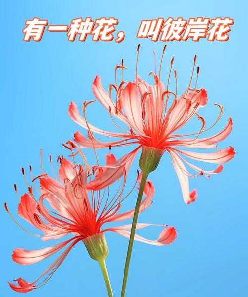 哪种花的花语是悲伤？它的含义是什么？