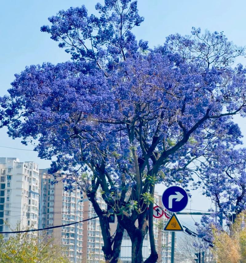 哪种花的花语是悲伤？它的含义是什么？