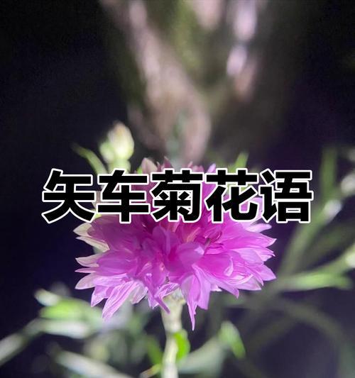 矢车菊的花语代表什么含义？