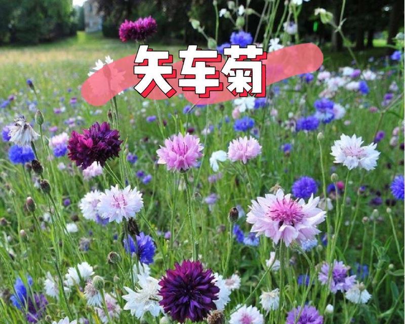 矢车菊的花语代表什么含义？