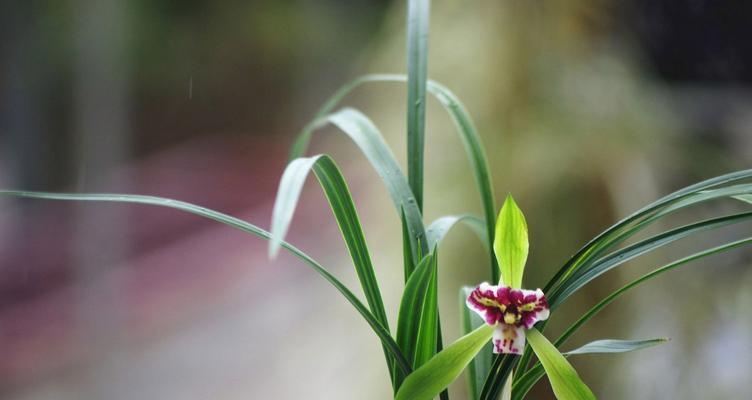 哪5种花卉花香最为浓郁？它们的特性是什么？