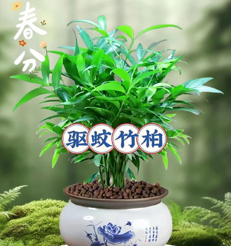 哪些植物具有天然驱蚊效果？