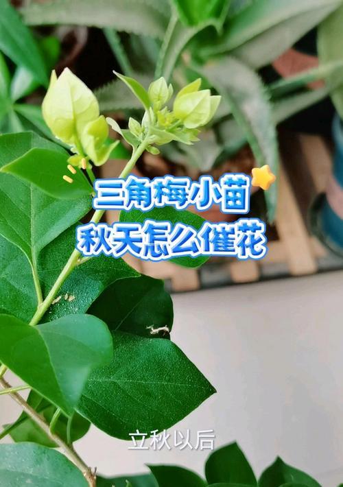 室内如何正确养护花卉小苗？