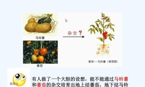 植物杂交具体是如何进行的？